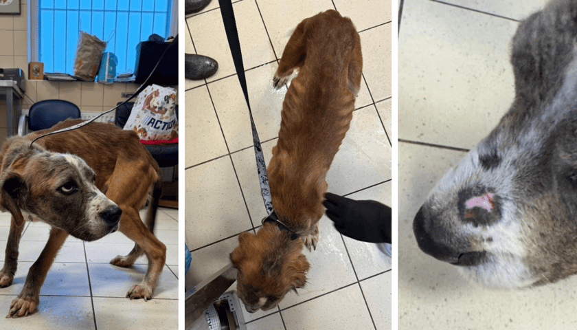 Psy z interwencji w kamienicy na Rakowcu we Wrocławiu