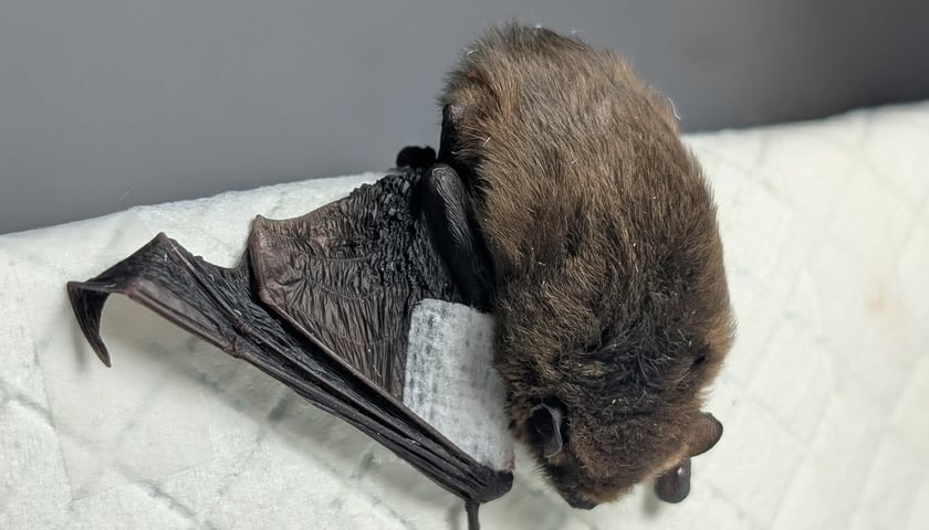 <p>Karlik ze złamanym skrzydłem</p>