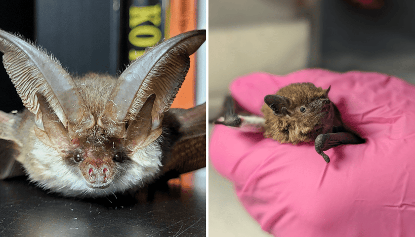 Kolaż 2 zdjęć przedstawiających 2 nietoperze, z lewej gacek, z prawej karlik