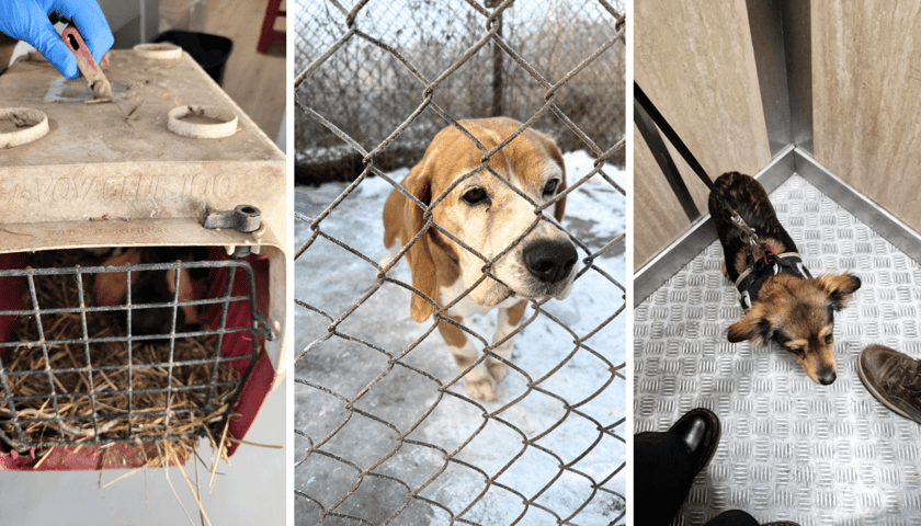 Na trzech zdjęciach od lewej króliki w klatce, w środku pies za ogrodzeniem, pies odebrany interwencyjnie