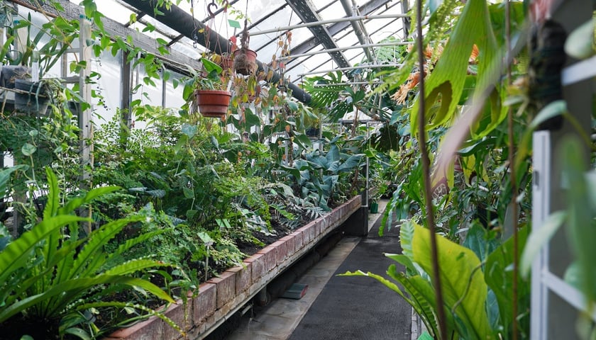 <p>Na zdjęciach Ogr&oacute;d Botaniczny Uniwersytetu Wrocławskiego czynny zimą w soboty i niedziele</p>