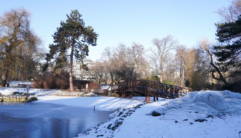 <p>Na zdjęciach Ogr&oacute;d Botaniczny Uniwersytetu Wrocławskiego czynny zimą w soboty i niedziele</p>