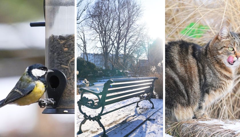 Na zdjęciach od lewej sikorka zjadająca ziarna, ławka w Ogrodzie Botanicznym, oblizujący się kot na ścieżce