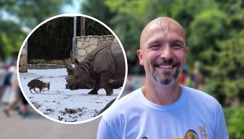 Kamil Guzik, autor filmiku o mundżaku i nosorożcu, brygadzista w sekcji ssaków drapieżnych we wrocławskim zoo. Zdjęcie zostało zrobione podczas odsłonięcia Skweru Czterech Tygrysów w ZOO Wrocław.
