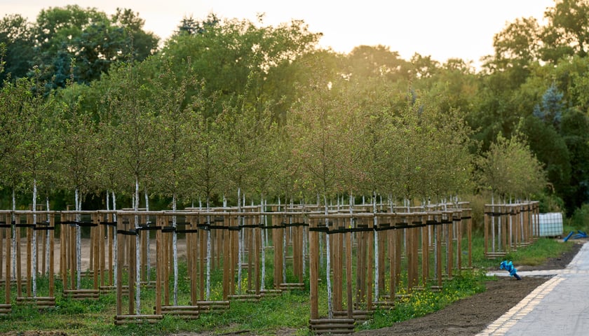 Młode drzewa zasadzone w Ogrodach Szczytnickich, zdjęcie wykonane w sierpniu 2025