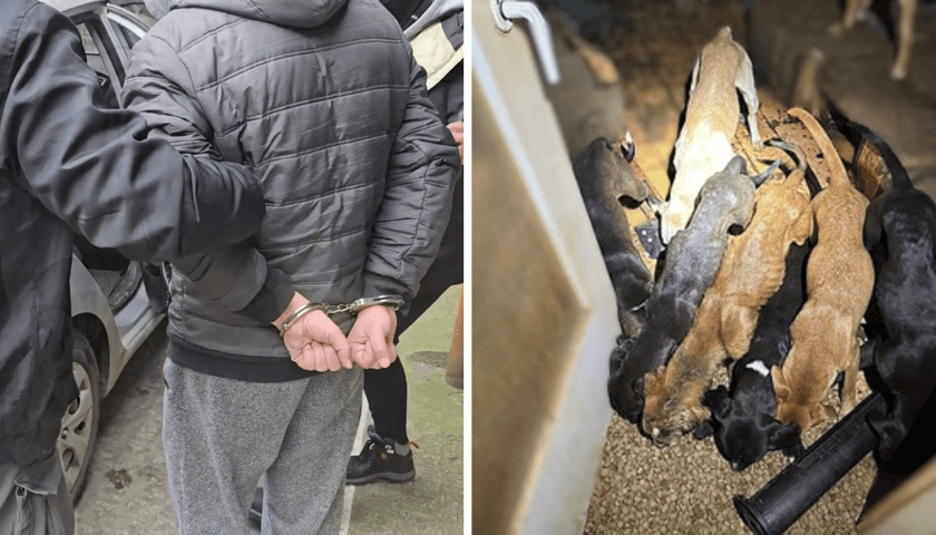 Kolaż 2 zdjęć: z lewej zatrzymanie jednego z podejrzanych w sprawie o znęcanie się nad psami, z prawej głodzone psy odnalezione w jednym mieszkań na wrocławskim Rakowcu
