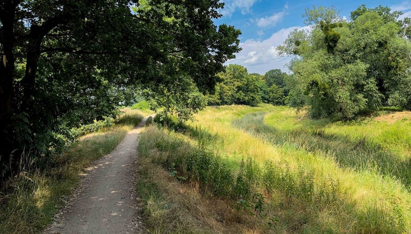 Lasek Oporowski latem 