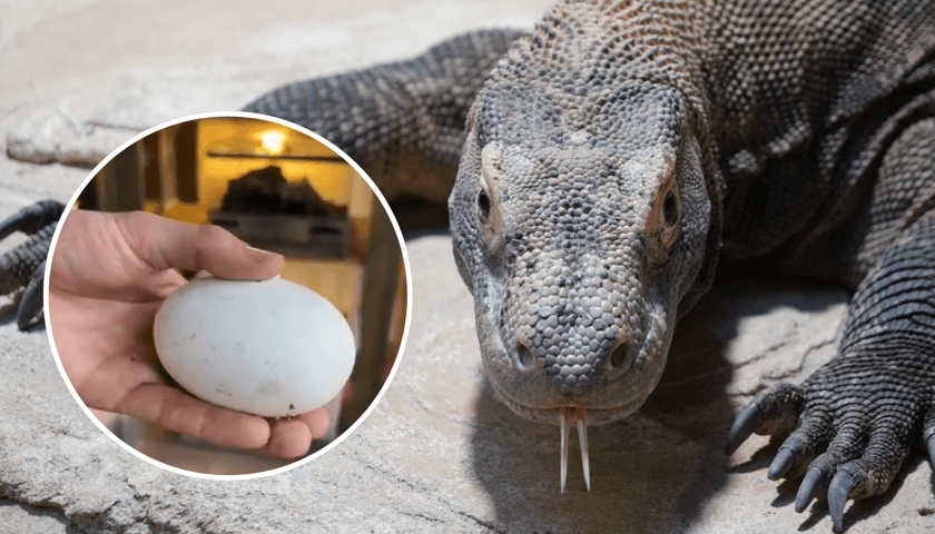 ZOO Wrocław: Smoczyca Flores może mieć dzieci sama. Tata? Niekonieczny