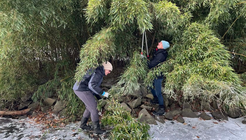 Usuwanie nadmiaru pędów bambusa na wyspie w Parku Szczytnickim