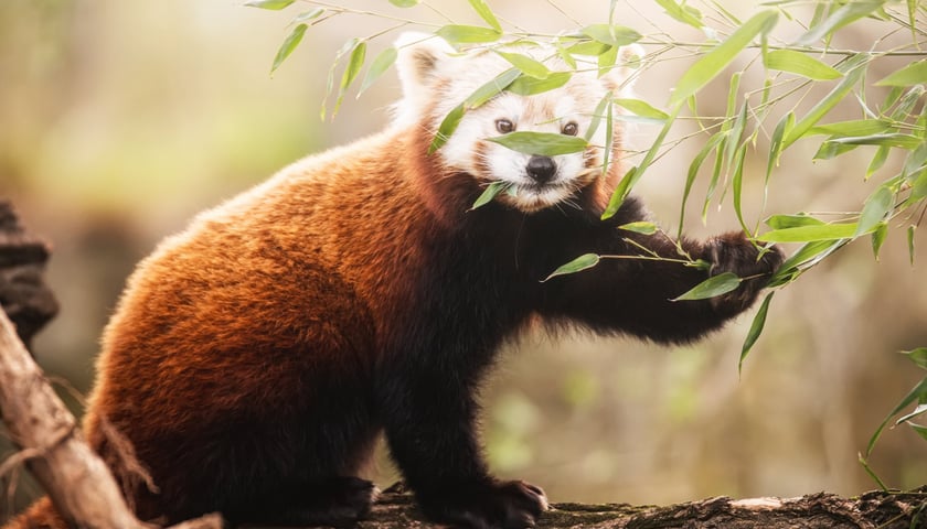 <p>Panda ruda we wrocławskim zoo</p>