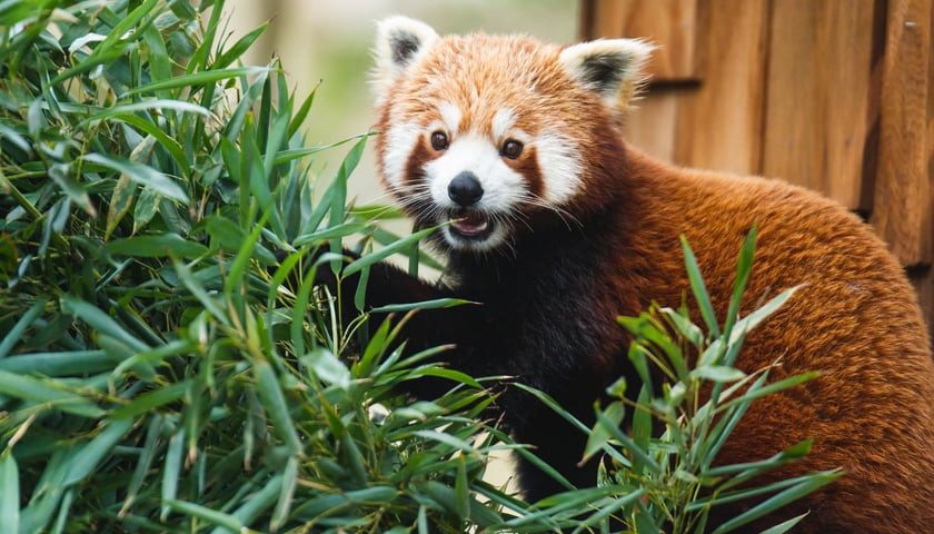 Panda ruda i jej przysmak: bambus