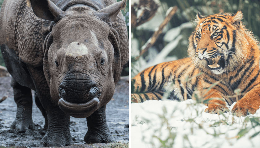 Kawaler dla nosorożycy Marusi, nowe domy dla tygrysów-czworaczków. ZOO podaje plany przyjazdowo-wyjazdowe na nowy rok