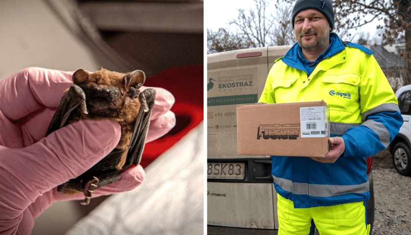Kolaż 2 zdjęć: z lewej uratowany nietoperz, z prawej jeden z pracowników MPWiK, który go uratował