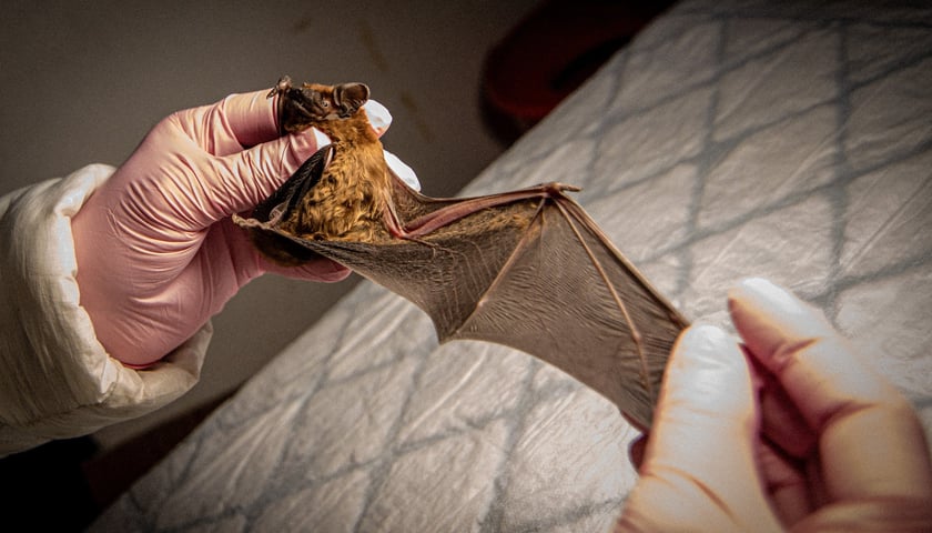 Uratowany nietoperz, samiczka borowca wielkiego