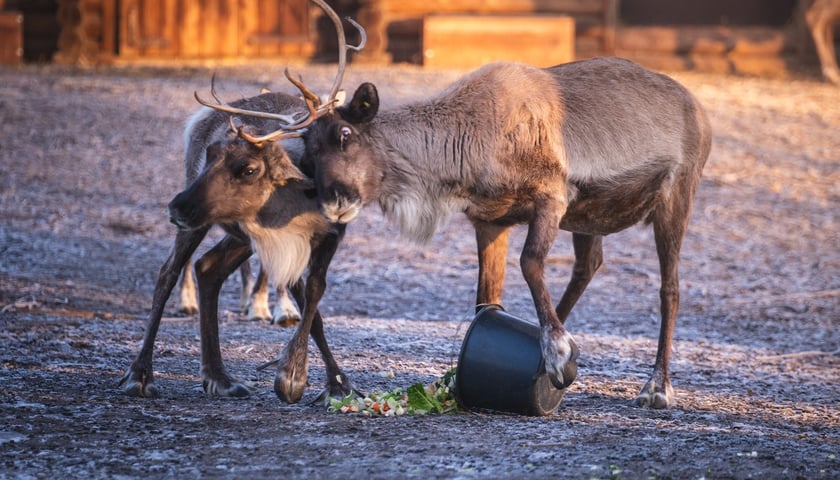 Renifery z wrocławskiego zoo