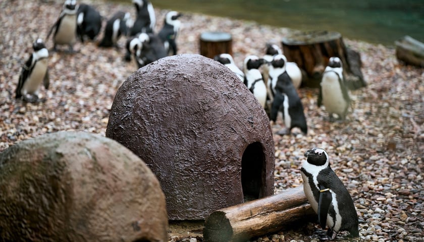 Pingwiny przylądkowe z wrocławskiego zoo