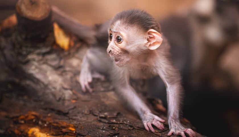 Mangaba rudoczelna z wrocławskiego zoo