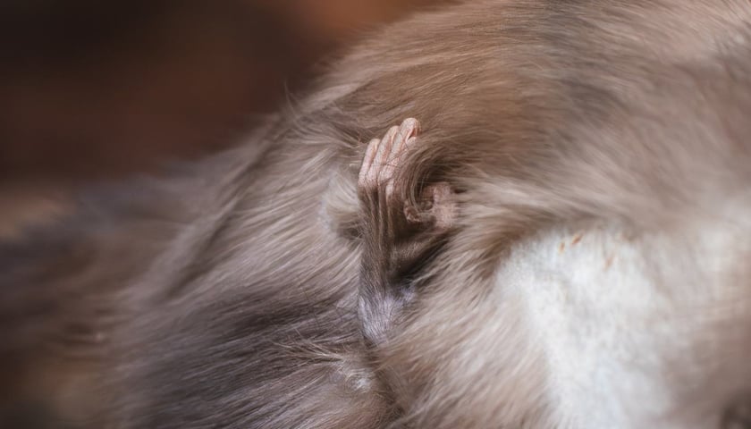 Mangaba rudoczelna z wrocławskiego zoo