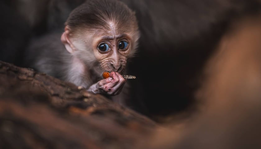 Mangaba rudoczelna z wrocławskiego zoo