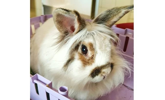 Kr&oacute;lik do adopcji - Coco