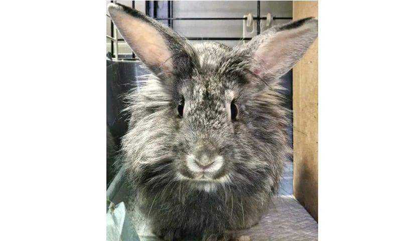 Kr&oacute;lik do adopcji - Klementynka