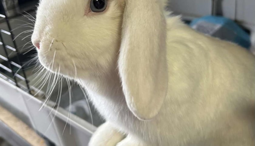 Kr&oacute;lik do adopcji - Migotka