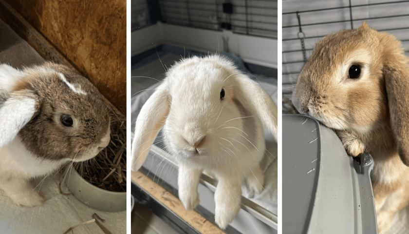 Króliki do adopcji w Schronisku dla Bezdomnych Zwierząt we Wrocławiu, od lewej Kacperek, Filifionka, Szymuś