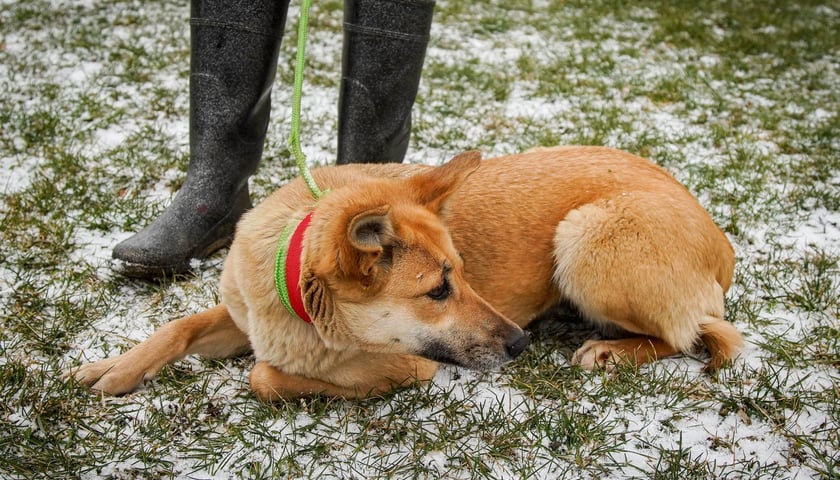 Psy uratowane z Ukrainy, które trafiły do wrocławskiego schroniska