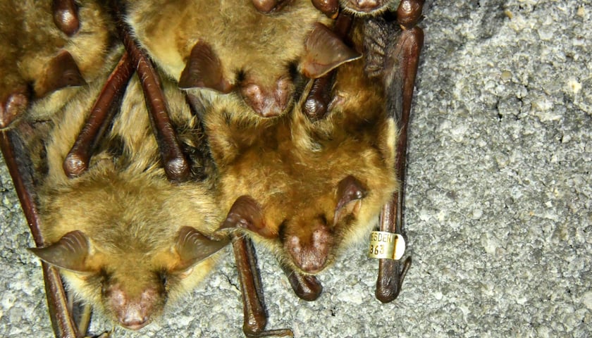 Liczenie nietoperzy w Międzyrzecki Rejonie Umocnionym, koordynowane przez naukowców z Uniwersytetu Przyrodniczego we Wrocławiu