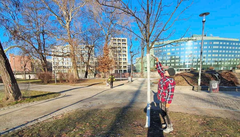 Bielenie drzew na wyspie Słodowej