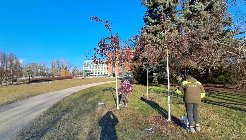 Bielenie drzew we Wrocławiu