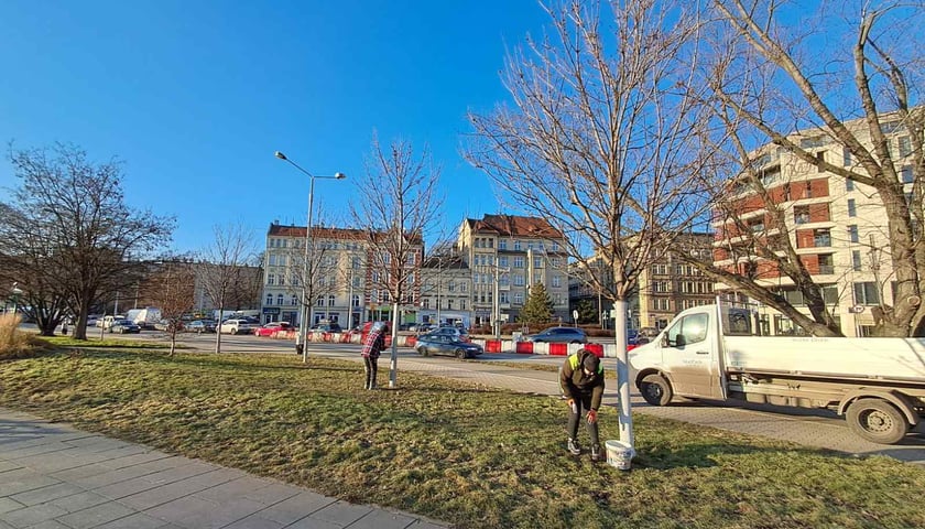Bielenie drzew we Wrocławiu