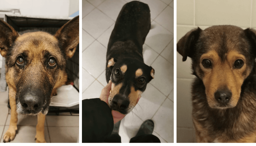 Kolaż 3 zdjęć przedstawiających psy z interwencji w Sobolewie (Mazowieckie), które dochodzą do siebie w Schronisku dla Bezdomnych Zwierząt we Wrocławiu