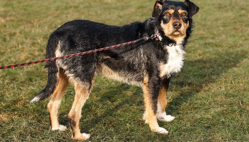 Pies, ok. 4 lat. Bardzo miły, spokojny, grzeczny. Nieco wystraszony i szalenie uległy. Zaczepia człowieka, lubi głaskanie.