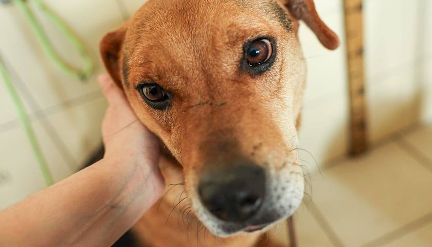 Suczka, ok. 8 lat. Bardzo miła, ale mocno wystraszona. Nieco zamknięta w sobie, ale kontakt z człowiekiem sprawia jej przyjemność.