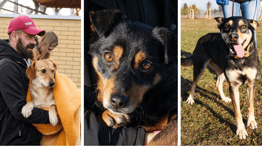 3 spośród 10 psów odebranych z zamkniętego schroniska Happy Dog w Sobolewie, obecnie są pod opieką Schroniska dla Bezdomnych Zwierząt we Wrocławiu