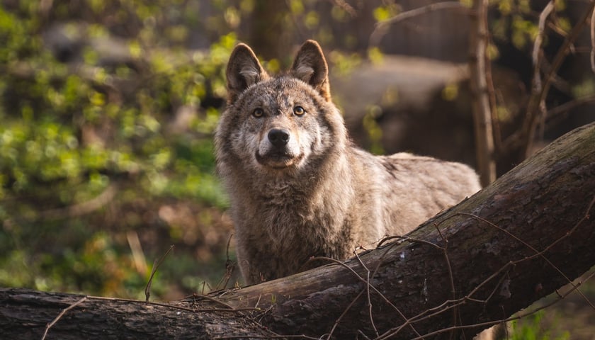 Wilk Miłek z wrocławskiego zoo