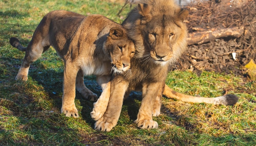 Togo i Malkia, lwy z wrocławskiego zoo
