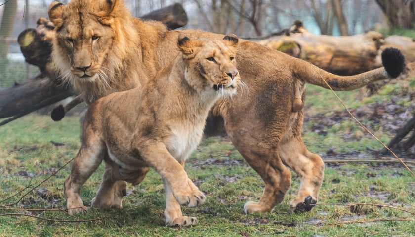 Togo i Malkia, lwy z wrocławskiego zoo