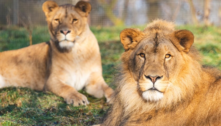 Togo i Malkia, lwy z wrocławskiego zoo