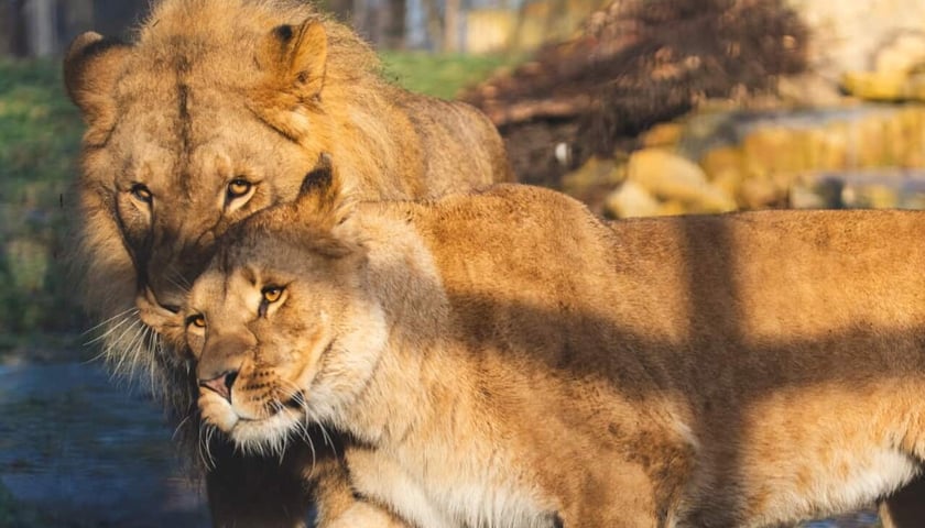 Togo i Malkia, lwy z wrocławskiego zoo