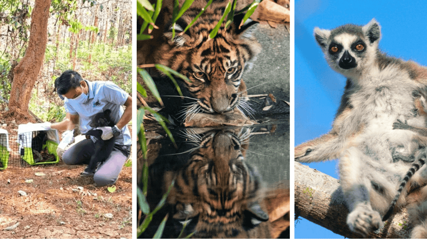 Kolaż 3 zdjęć, przedstawiających zwierzęta wspierane przez ZOO Wrocław i fundację DODO: od lewej: organizacja Free the Bears którą wspiera DODO, tygrys sumatrzański, lemur katta
