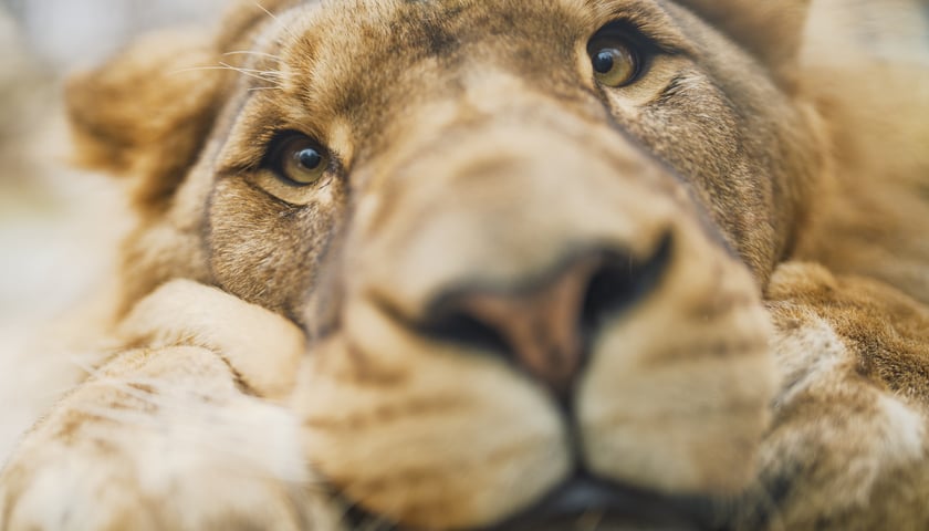 Lew Togo z wrocławskiego zoo