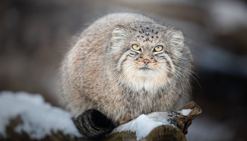 Jeden z manuli z wrocławskiego zoo - Zarina w zimowej szacie