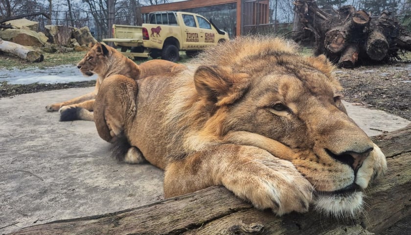 Lew Togo z wrocławskiego zoo. Można go zobaczyć zza szyby nos w nos, bo uwielbia się przy niej wylegiwać