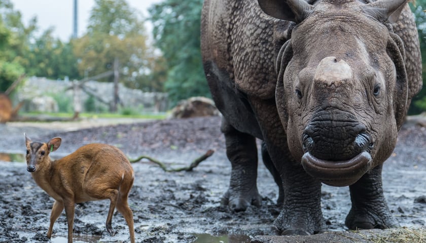 Samica nosorożca indyjskiego, dzisiejsza solenizantka, wraz z mundżakiem