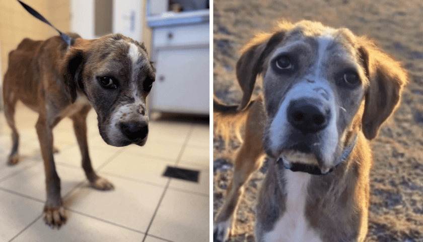 Kolaż 2 zdjęć. z lewej Mario, pies z interwencji na Rakowcu w dniu przyjęcia do Schroniska, z prawej Mario dziś