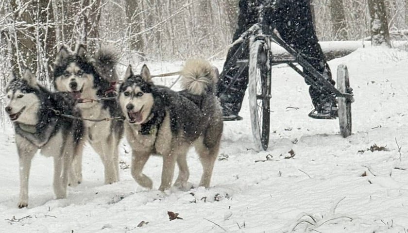 Trening Watahy Domowych Wilków z Wrocławia