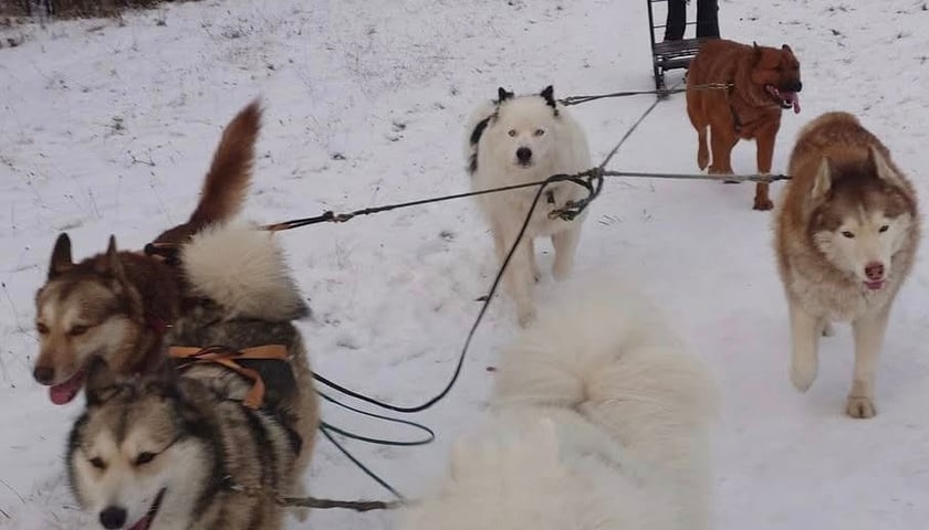 Trening Watahy Domowych Wilków z Wrocławia
