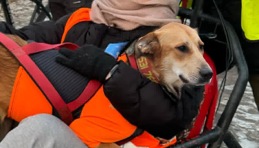 Trening Watahy Domowych Wilków z Wrocławia